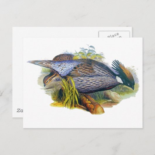 Carte Postale Pheasant Koklass (Devant / Derrière)