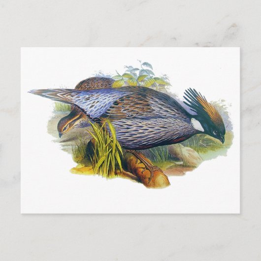 Carte Postale Pheasant Koklass (Devant)