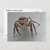 Carte Postale Phiddipus Jumping Araignée série articles correspo (Devant / Derrière)