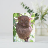 Carte Postale Philippine Tarsier (Debout devant)