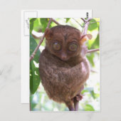 Carte Postale Philippine Tarsier (Devant / Derrière)