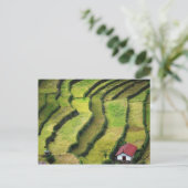 Carte Postale Philippines, Batad, vue sur le riz (Debout devant)