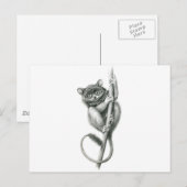 Carte Postale Philipppine Tarsier schukina (Devant / Derrière)