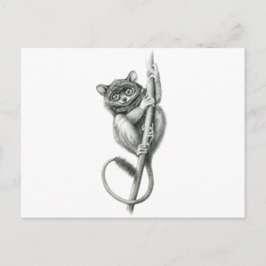 Carte Postale Philipppine Tarsier schukina (Devant)