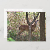 Carte postale Philly Whitetail Fawn (Devant / Derrière)