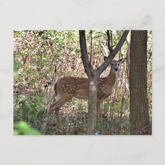Carte postale Philly Whitetail Fawn (Devant)