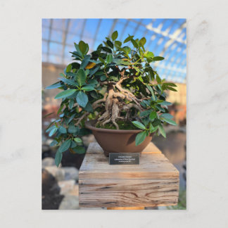 Carte Postale Phipps Conservatoire Bonsai Tree