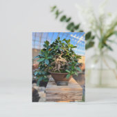 Carte Postale Phipps Conservatoire Bonsai Tree (Debout devant)