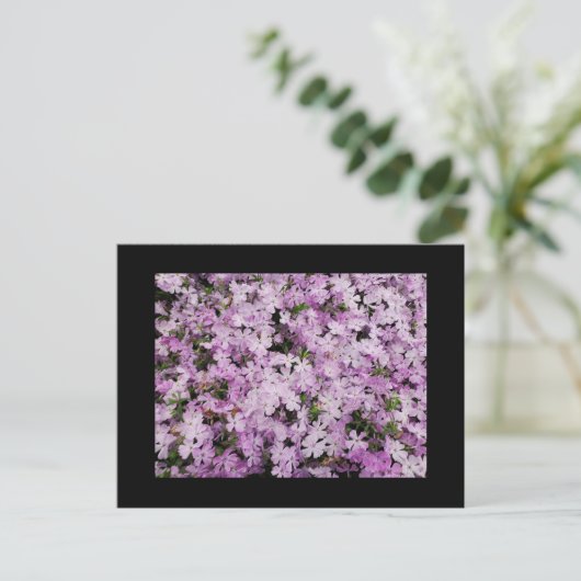 Carte Postale Phlox (Debout devant)