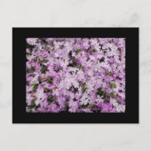 Carte Postale Phlox (Devant)