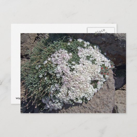 Carte Postale Phlox diffusa (Devant / Derrière)