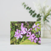 Carte Postale Phlox pérenne n° 1 (Debout devant)