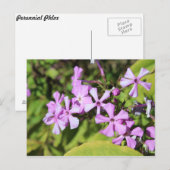 Carte Postale Phlox pérenne n° 1 (Devant / Derrière)