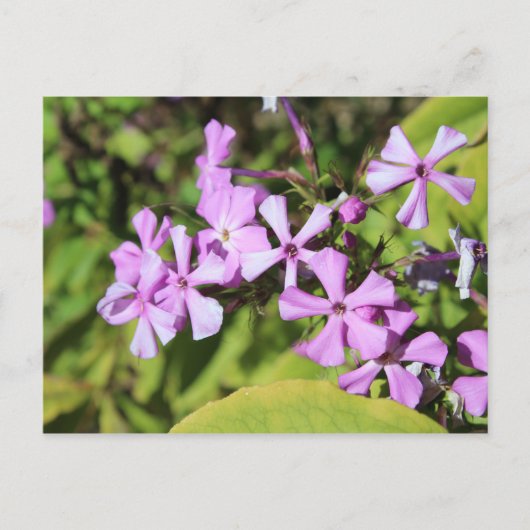Carte Postale Phlox pérenne n° 1 (Devant)