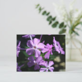 Carte Postale Phlox pérenne n° 2 (Debout devant)