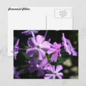 Carte Postale Phlox pérenne n° 2 (Devant / Derrière)