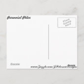 Carte Postale Phlox pérenne n° 2 (Dos)