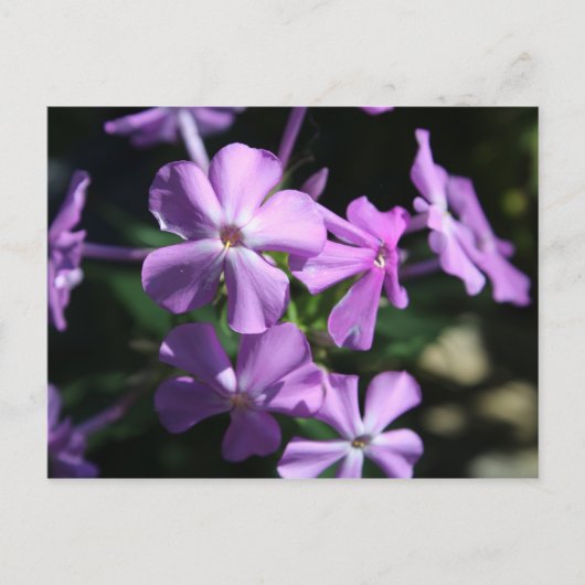 Carte Postale Phlox pérenne n° 2 (Devant)
