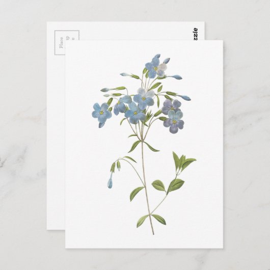 Carte Postale phlox (Phlox reptans) par Redouté (Devant / Derrière)