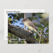 Carte postale Phoebe Est (Devant / Derrière)