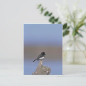 Carte Postale Phoebe noir (Debout devant)