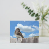 Carte postale - Phoebe noir sur la clôture (Debout devant)