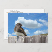 Carte postale - Phoebe noir sur la clôture (Devant / Derrière)