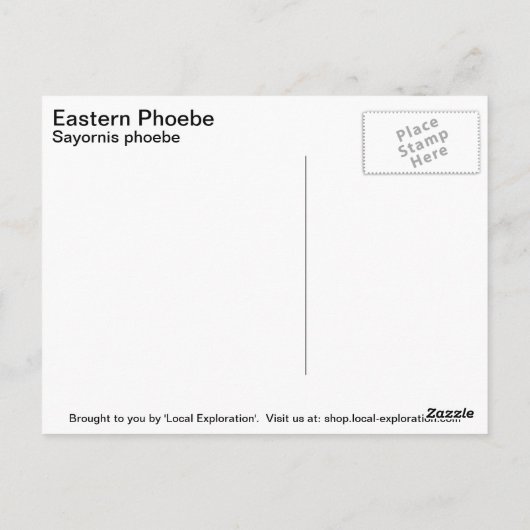 Carte Postale Phoebe orientale (Dos)