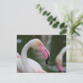 Carte Postale Phoenicopterus roseus (Debout devant)