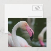 Carte Postale Phoenicopterus roseus (Devant / Derrière)