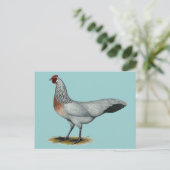 Carte Postale Phoenix : Argent Duckwing Hen (Debout devant)