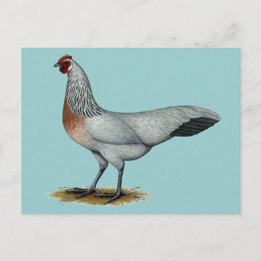 Carte Postale Phoenix : Argent Duckwing Hen (Devant)