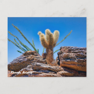 Carte Postale Phoenix Arizona, Young Teddy Bear Cholla Cactus,