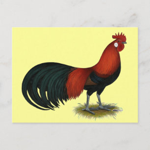 Carte Postale Phoenix : BB Red Rooster