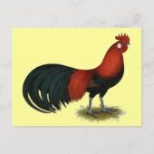 Carte Postale Phoenix : BB Red Rooster (Devant)