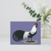 Carte Postale Phoenix : Coq de canard argenté (Debout devant)