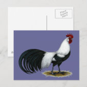 Carte Postale Phoenix : Coq de canard argenté (Devant / Derrière)