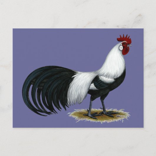 Carte Postale Phoenix : Coq de canard argenté (Devant)