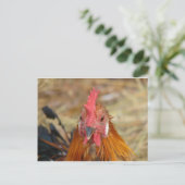 Carte Postale Phoenix fixe l'appareil photo (Debout devant)
