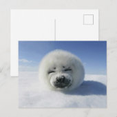 Carte Postale Phoque à harpe heureux (Devant / Derrière)