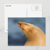 Carte Postale Phoque à la plage (Devant / Derrière)