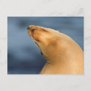 Carte Postale Phoque à la plage