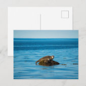 Carte Postale Phoque commun (Devant / Derrière)