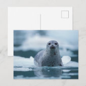 Carte Postale phoque commun du pacifique, Phoca vitulina richard (Devant / Derrière)