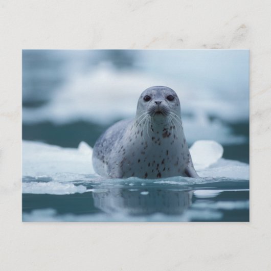 Carte Postale phoque commun du pacifique, Phoca vitulina richard (Devant)
