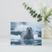 Carte Postale phoque commun du pacifique, Phoca vitulina richard (Debout devant)