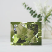 Carte Postale phoque de salomon (Debout devant)