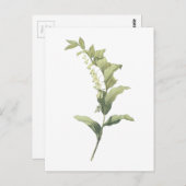 Carte Postale Phoque de Salomon (Polygonatum multiflorum) par Re (Devant / Derrière)