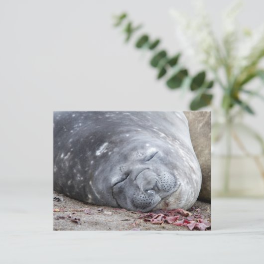 Carte Postale Phoque d'éléphant dormant (Debout devant)