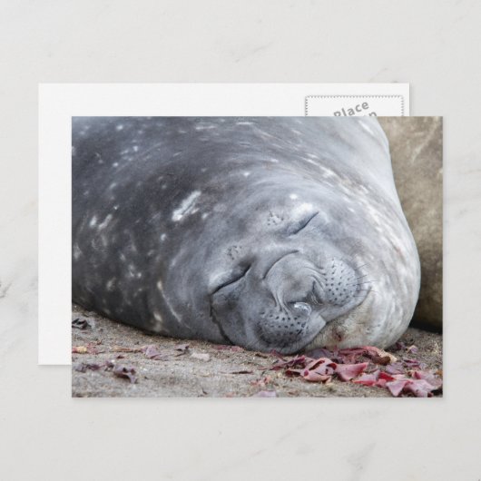 Carte Postale Phoque d'éléphant dormant (Devant / Derrière)